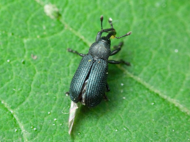 Magdalis (Magdalis) duplicata Germar, 1818